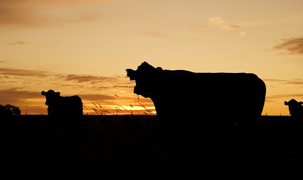 cattle in Town Hamburg, Marathon County