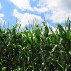 corn field in Town of Hamburg, Marathon County, Wisconsin